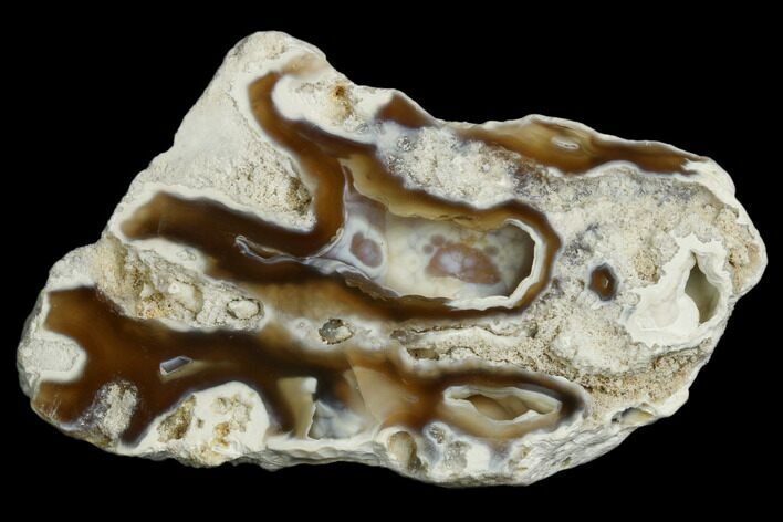 Agatized Fossil Coral Geode - Florida #188183